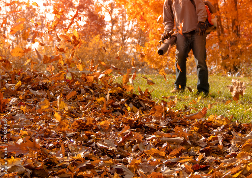 Fototapeta premium Leaf blower shown on side yard blowing fallen leaves into a pile as a huge oak with golden leaves stands behind