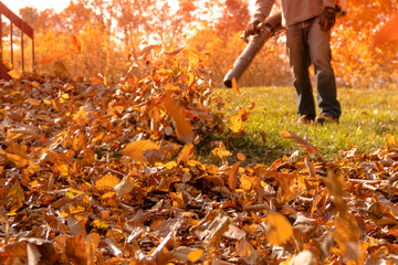 A section of yard is cleared from a large pile of fallen leaves