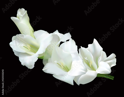 Beautiful white gladiolus isolated on a black background