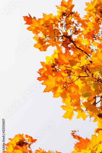 Herbstlich-bunte Blätter