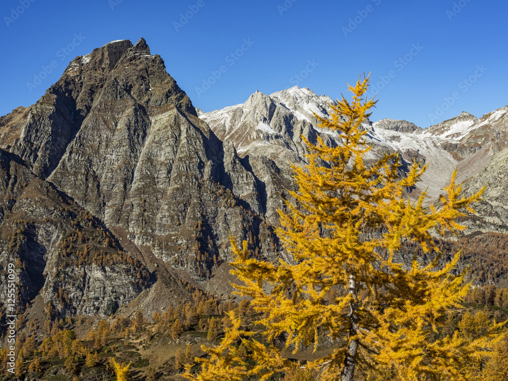Autunno alpino ( Alpe Devero ) StockFoto Adobe Stock