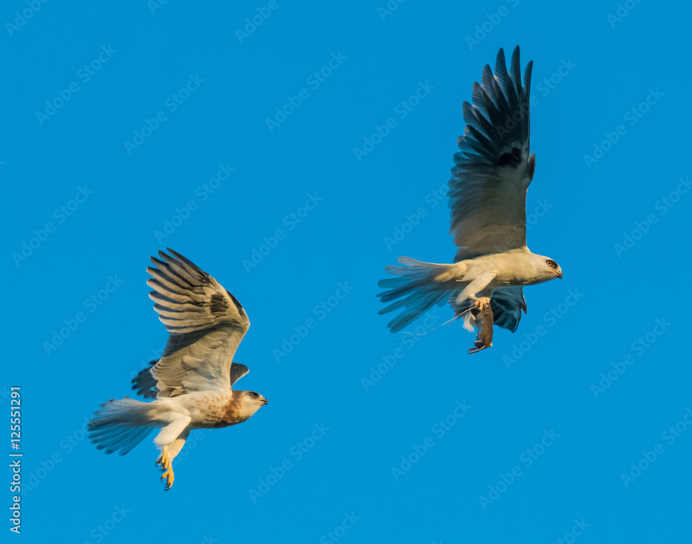 Obraz premium Whitetailed Kites chasing parent with prey and exchanging it in midair