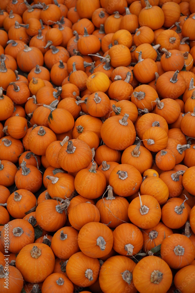 Large mass of small orange pumpkins