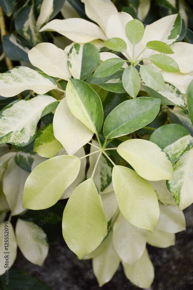 Obraz premium schefflera arboricola plants in nature garden