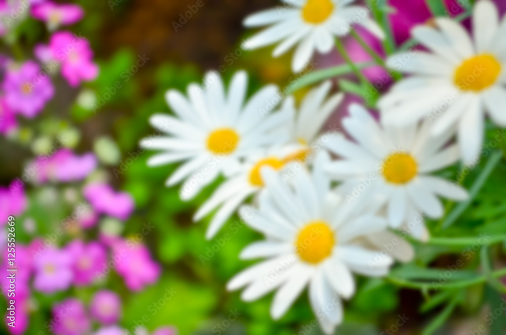 Fototapeta premium colorful flower in the garden with blur background