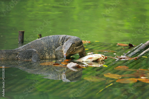 Varanus salvator(water monitor lizard) eating fish on woodpallet photo