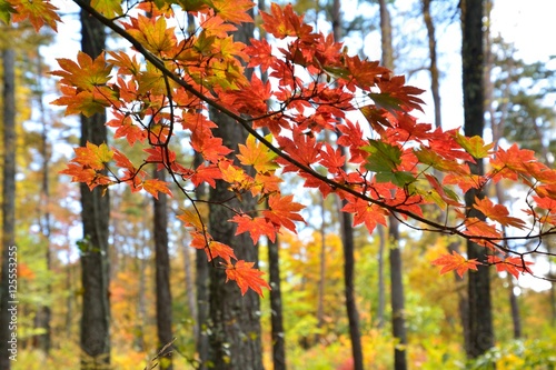 Wallpaper Mural カラマツ林の中で楓がきれいに紅葉 Torontodigital.ca