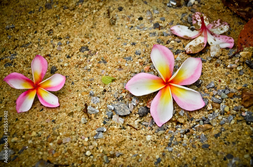 plumeria flower on the sand photo