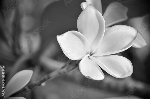 white frangipani tropical flower  plumeria flower blooming on tr