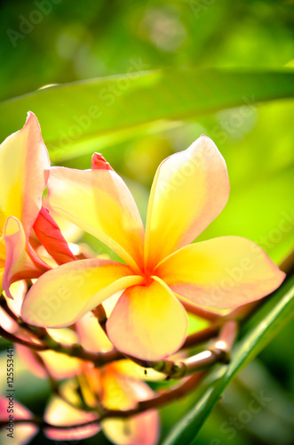 white frangipani tropical flower  plumeria flower blooming on tr