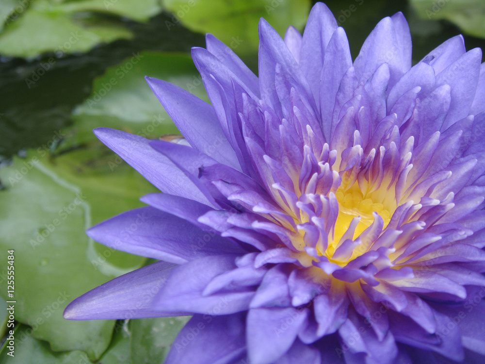 lotus lotus