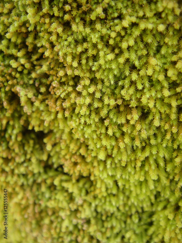 Green mos