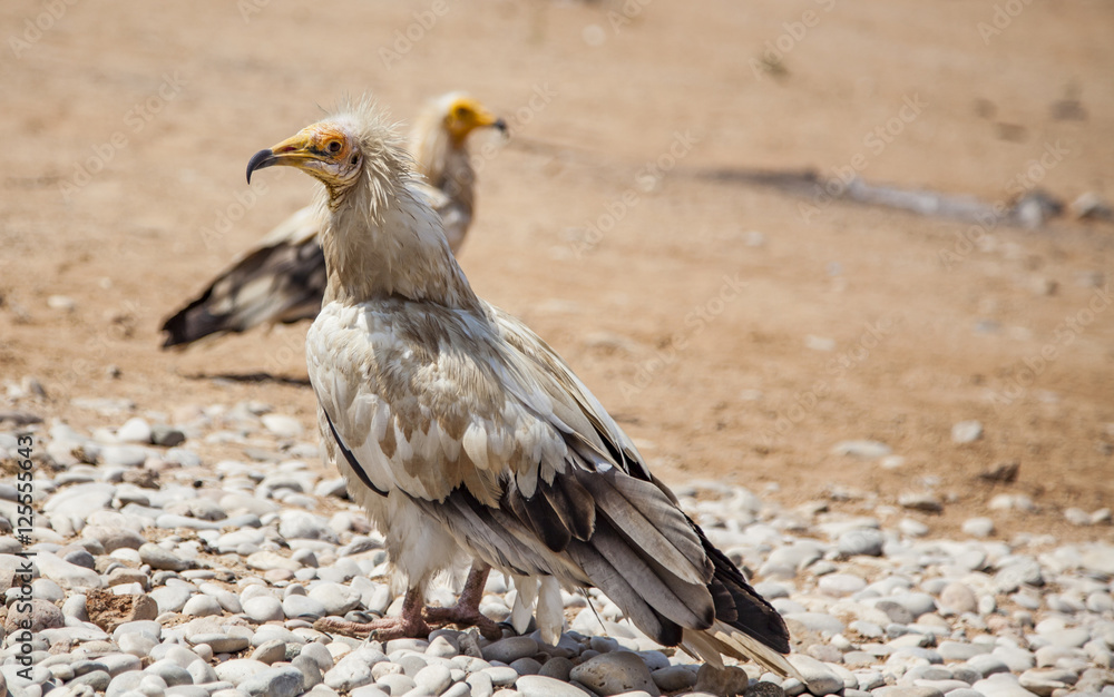 Egyptian vulture in Socotra island in Yemen Egyptian vulture in Socotra island in Yemen
