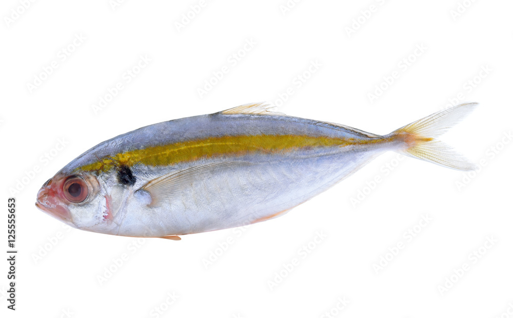 Fresh mackerel fish isolated on white background