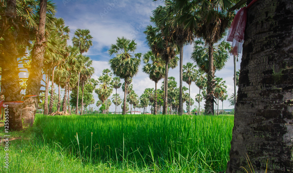 Sugar palm in rice field Sugar palm in rice field