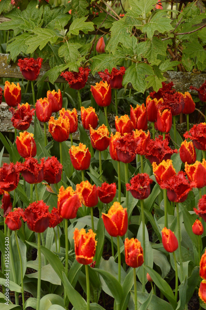 Red Tulips with Yellow Fringe and Fringed Red Tulips in Garden Surrounded with Foiage