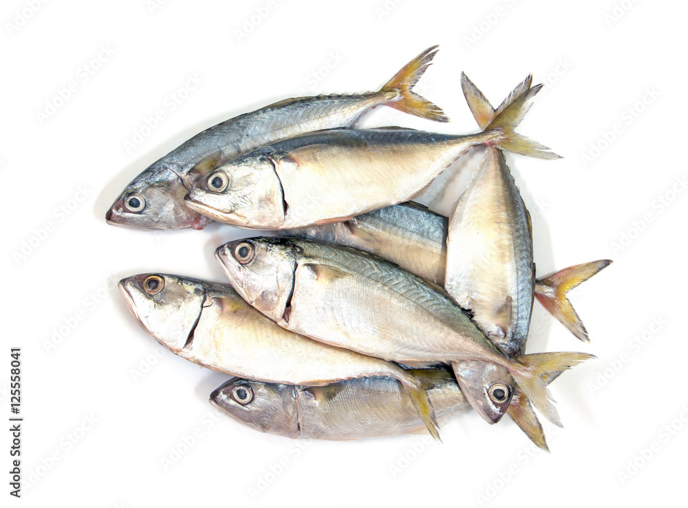Fresh mackerel fish isolated on white background.Mackerel isolat Fresh mackerel fish isolated on white background.Mackerel isolat