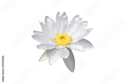 White lotus open flower isolated on white background.White lotus