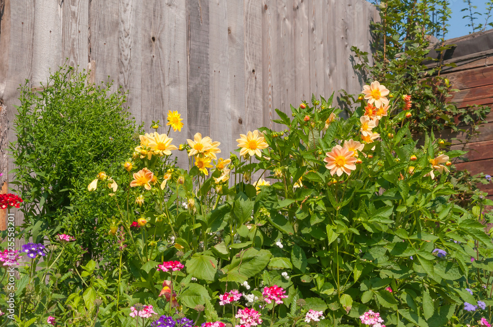 Fototapeta premium Flowers on a background of wooden fence