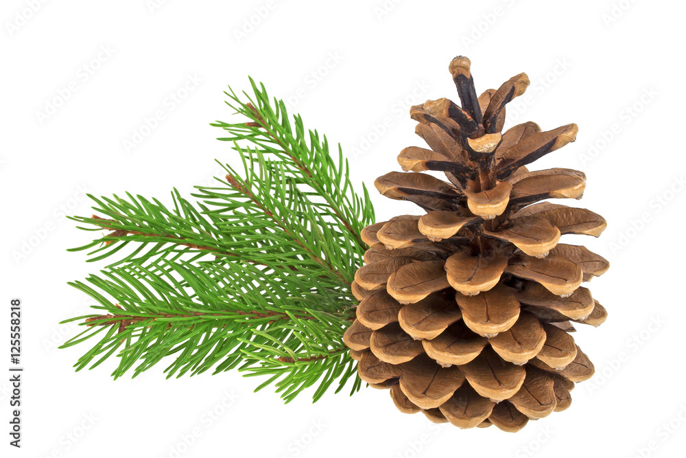 Fototapeta premium Beautiful pine cone with branch isolated on a white background