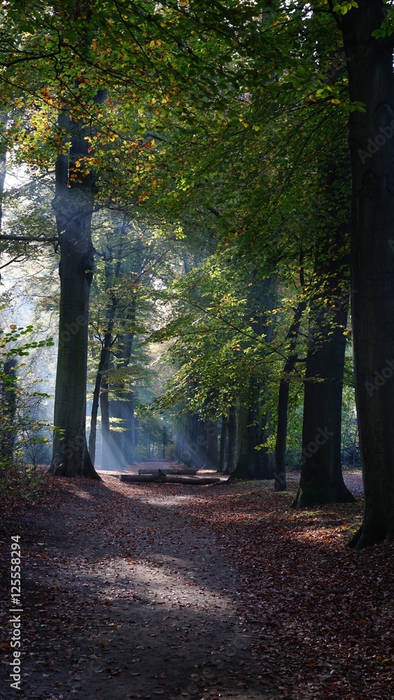 Fototapeta premium In a park in Antwerp