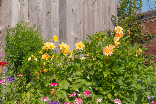 Flowers on a background of wooden fence