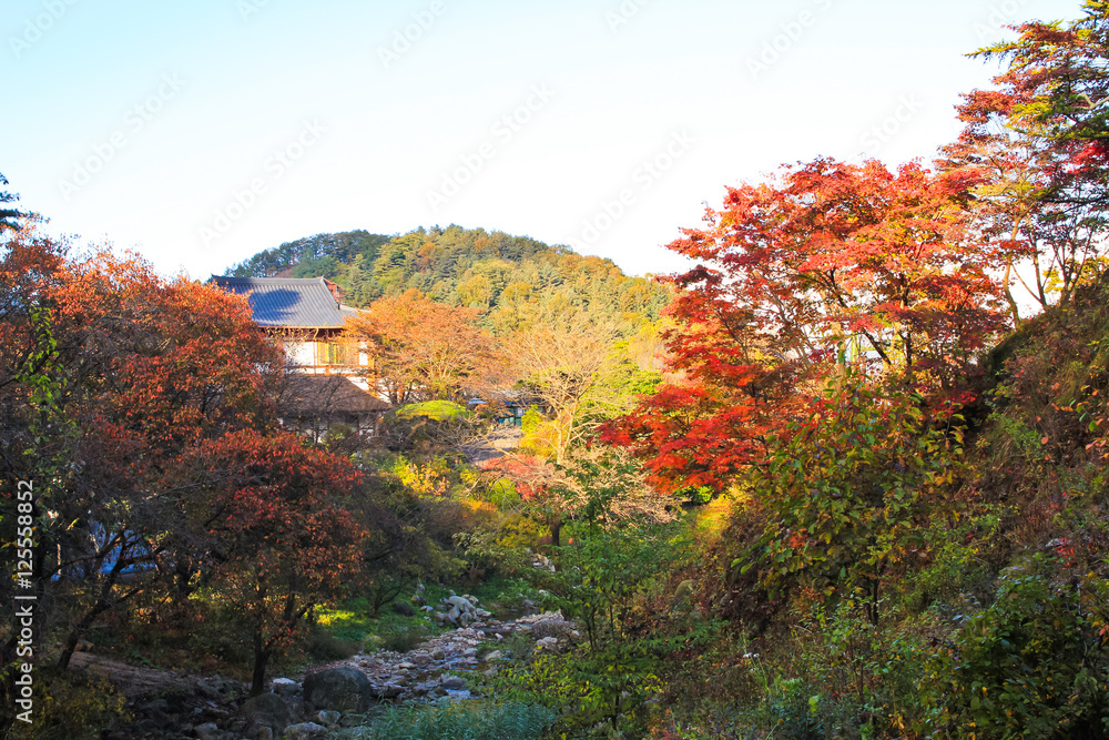 Autumn scenery in Korea( autumnal colored trees ) / A view of wonderful Autumn scenery with autumnal colored trees in Korea 