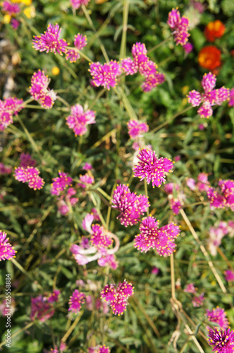 Red clover flowers 