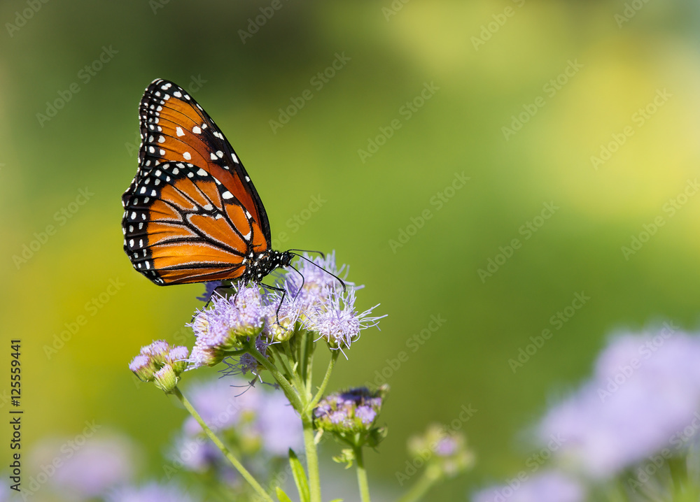 Queen butterfly (Danaus gilippus) feeding on Greggs Mistflowers (Conoclinium greggii) in the autumn garden. Natural green background with copy space.