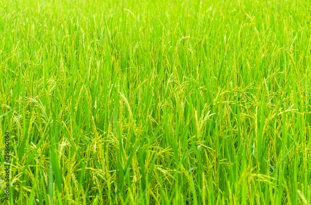 Fresh green rice plant on rice field Thailand Fresh green rice plant on rice field Thailand