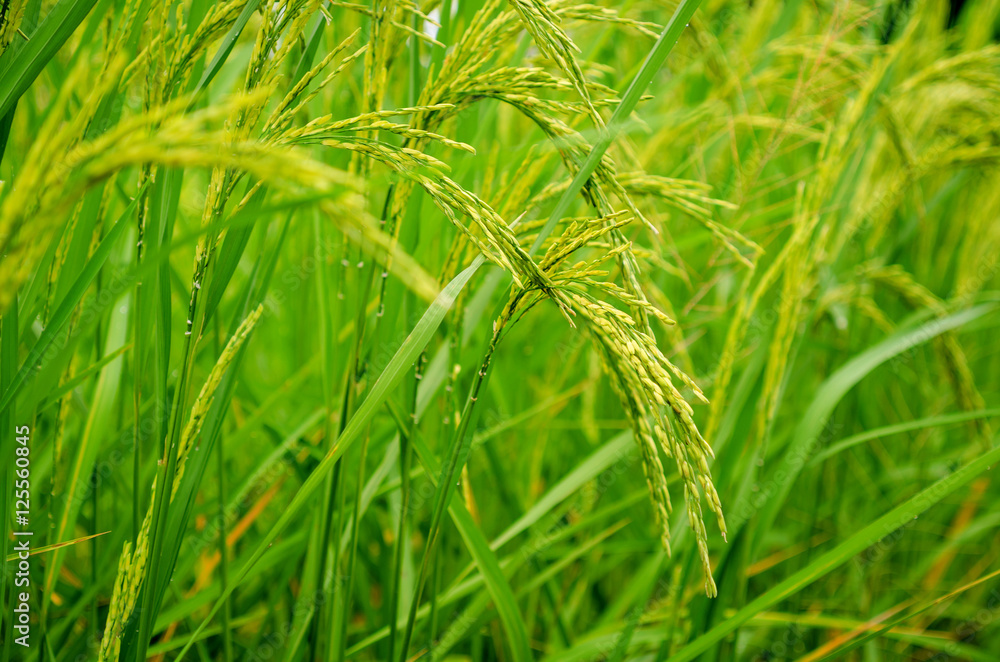 Fresh green rice plant on rice field shallow depth of field Thai Fresh green rice plant on rice field shallow depth of field Thai