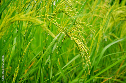 Fresh green rice plant on rice field shallow depth of field Thai