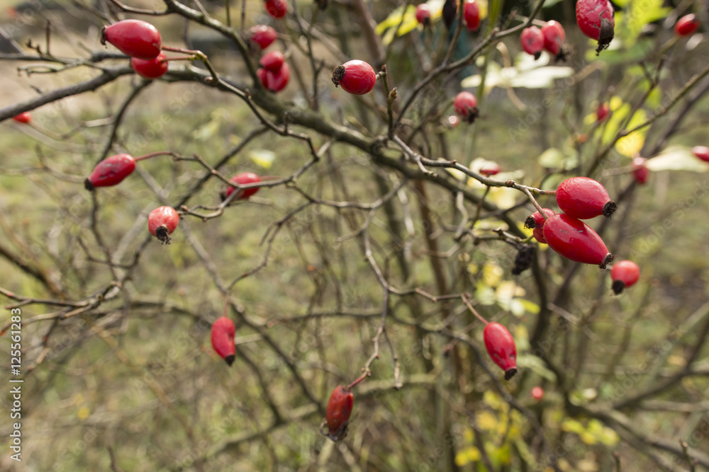 Rosehip fruit on the bush.