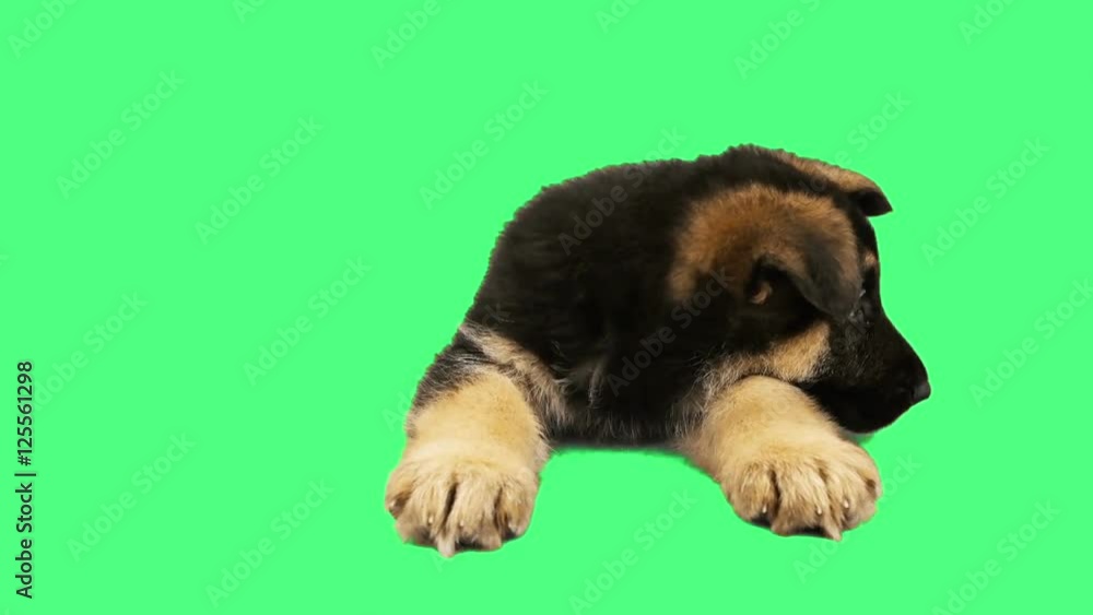 Shepherd puppy on a green screen Shepherd puppy on a green screen