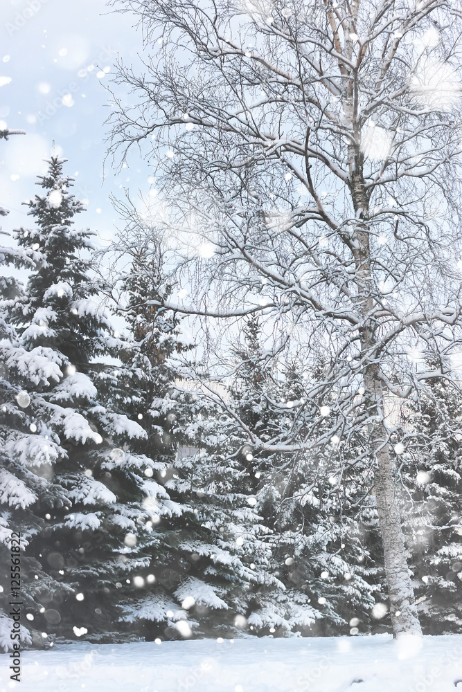 winter fir tree snow winter fir tree snow