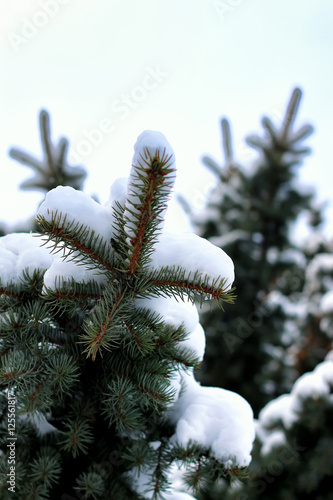 winter fir tree sunlight