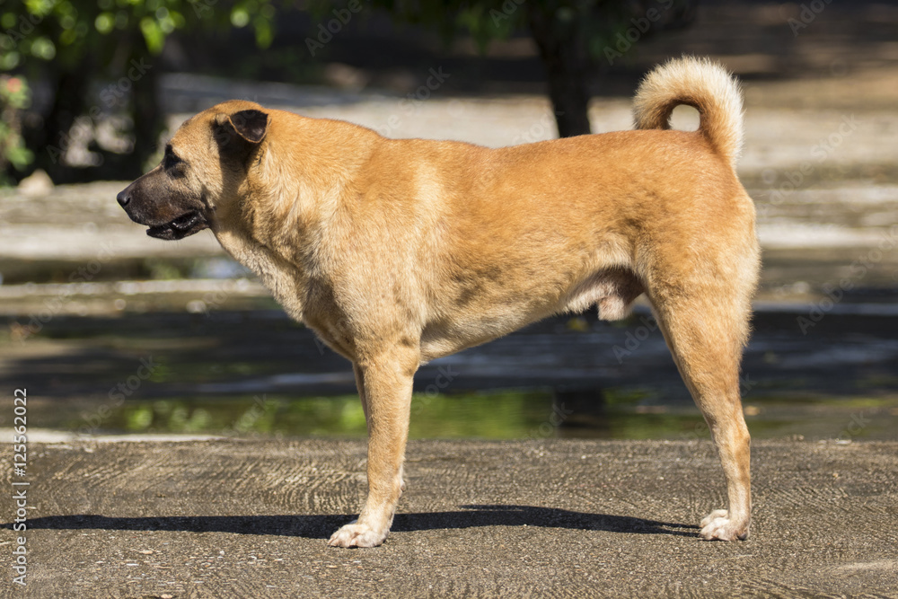 Image of a brown dog on street. Image of a brown dog on street.