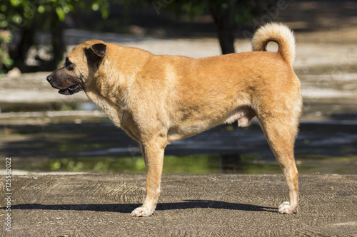 Image of a brown dog on street.