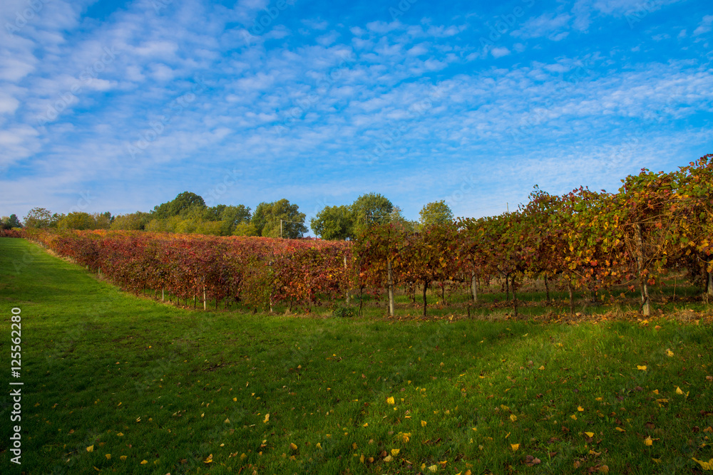 Fototapeta premium Vigne