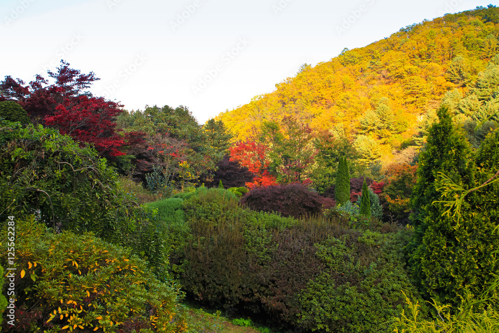Autumn scenery in Korea( autumnal colored trees ) / A view of wonderful Autumn scenery with autumnal colored trees in Korea 