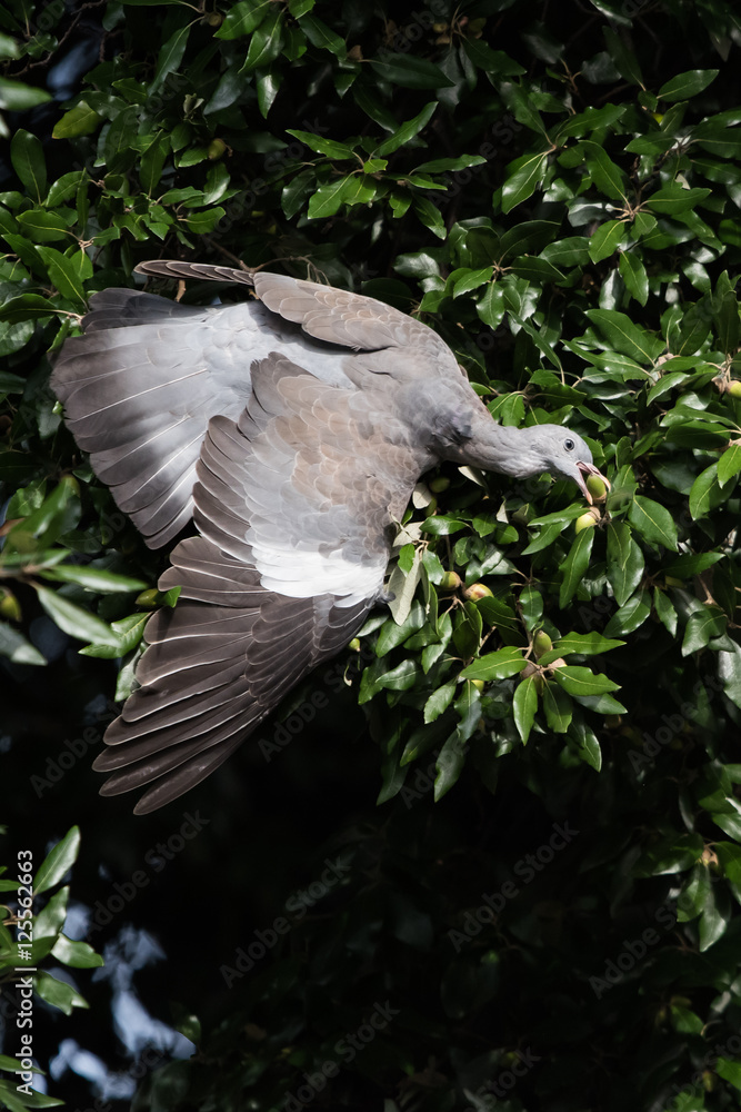 Fototapeta premium Common Wood Pigeon, Wood Pigeon, Columba palumbus