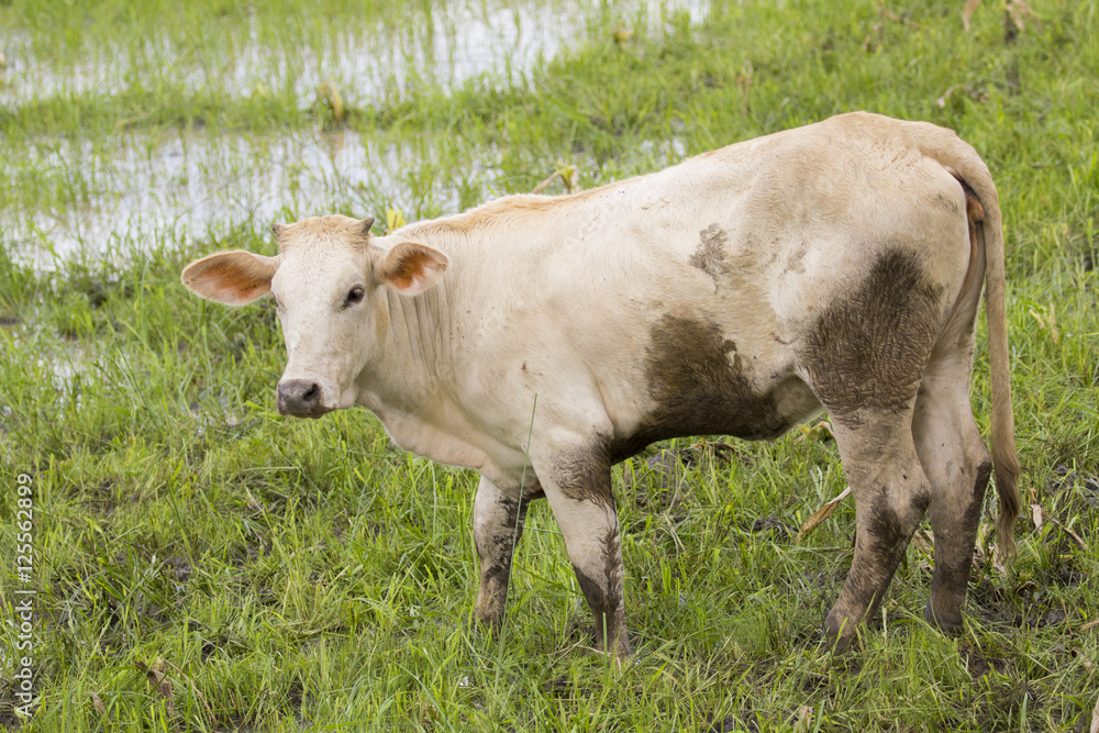 Image of a cow standing staring on nature background. Image of a cow standing staring on nature background.