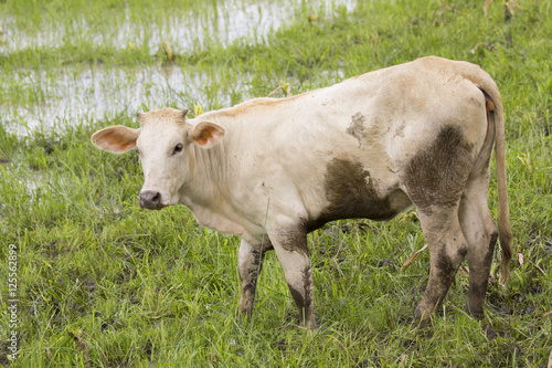 Image of a cow standing staring on nature background.