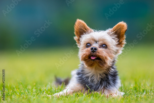 Fototapeta Naklejka Na Ścianę i Meble -  Portrait of male or female Yorkshire Terrier dog.