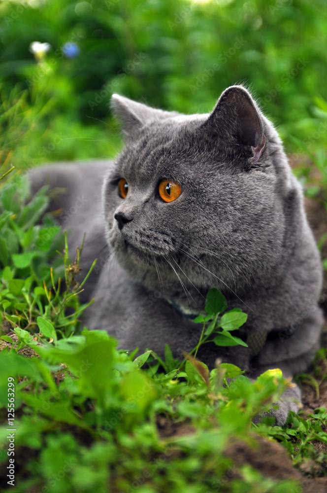 British cat named sir Merlin Mortimer Gray