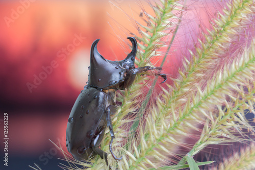 Rhinoceros beetle photo