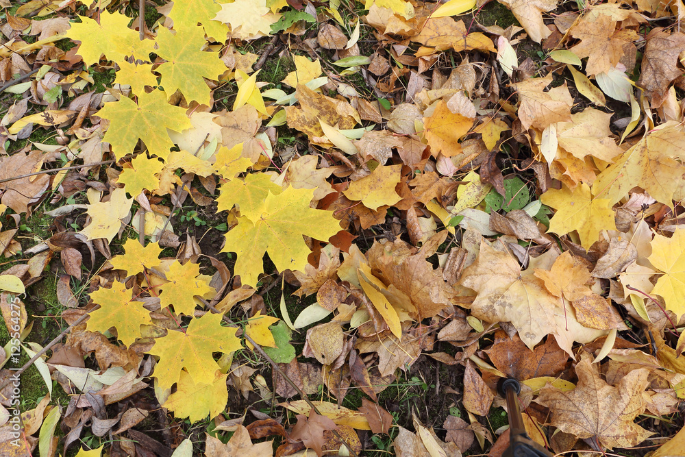 Yellow leaves of the Canadian maple against the background of th Yellow leaves of the Canadian maple against the background of th