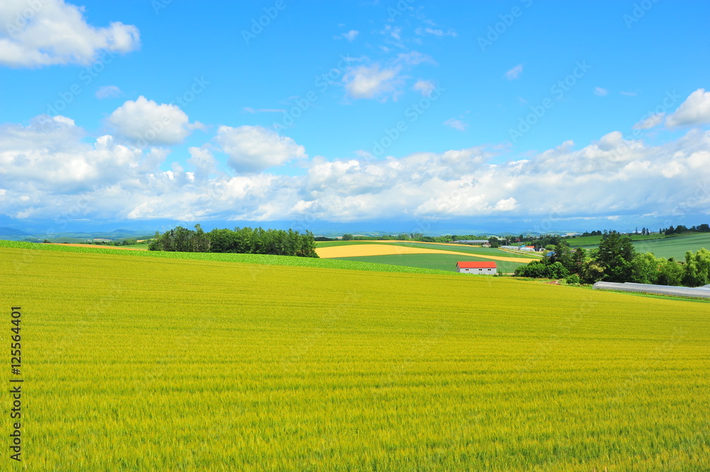 Agriculture Fields at Countryside