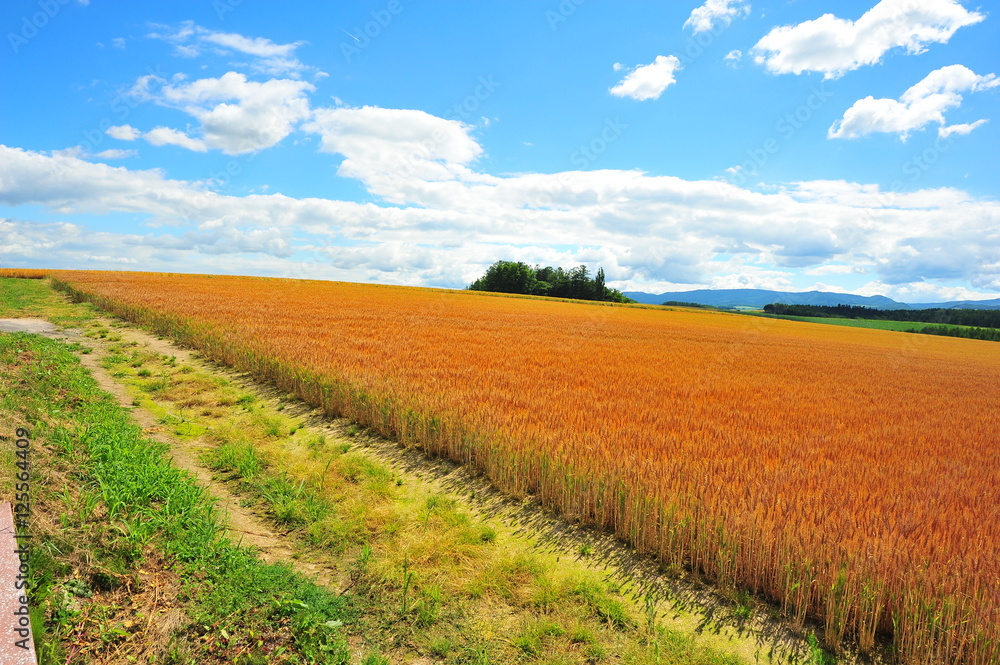 Agriculture Fields at Countryside Agriculture Fields at Countryside