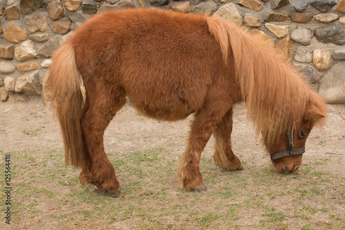 Brown Dwarf horse in a pasture in Thailand. small horse.